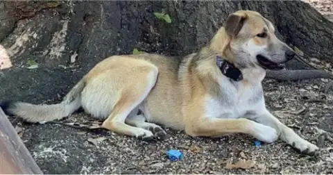 Koda