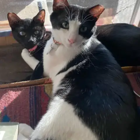 Salt & Pepper