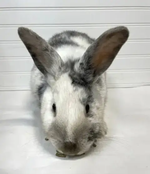 Eggnog photo 4