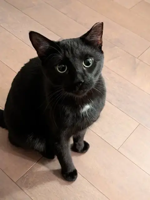 Fiddle