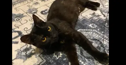 Amber.