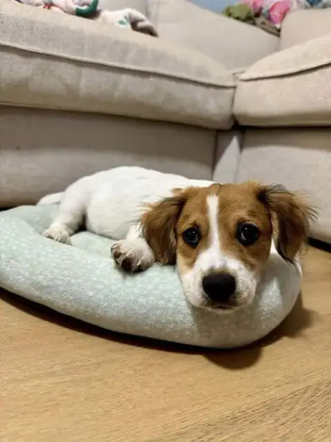 Biscuit photo 3