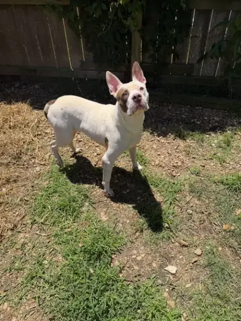 Jitterbug