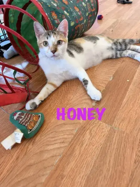 Honey