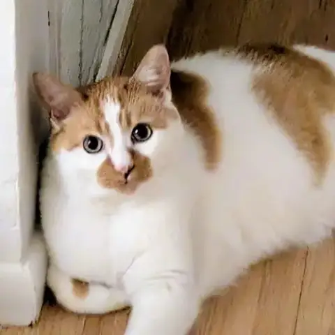 Caz