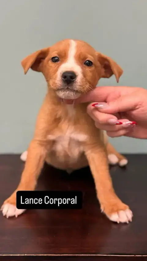 Lance Corporal