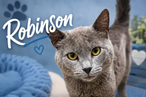 Robinson