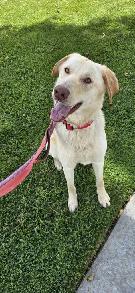 Bella Lab photo 2