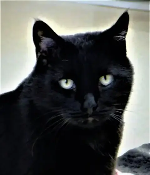 Louie