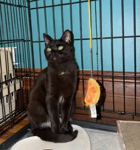 Gus