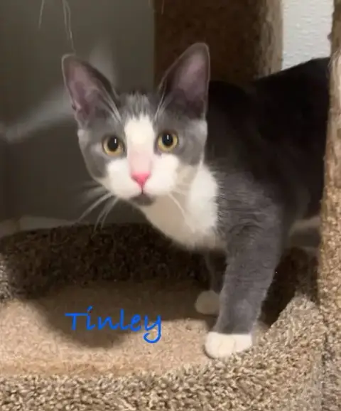Tinley photo 4
