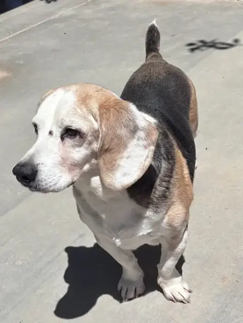 Solo-Sweet Senior! Adopted 6/7/26 photo 2