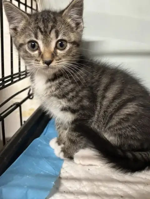 Wyatt: Not At Shelter