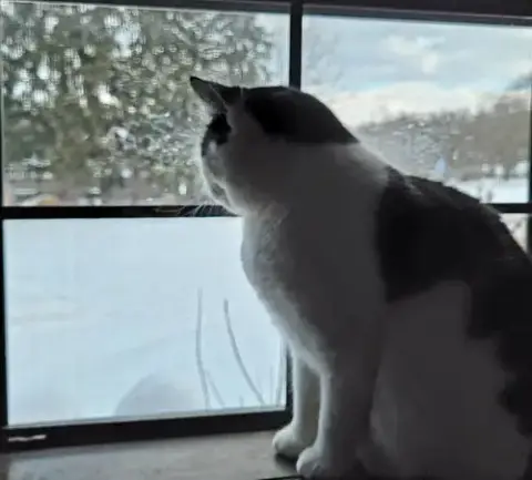Gigi The Cat photo 3