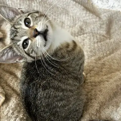 Artemis