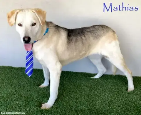 Mathias