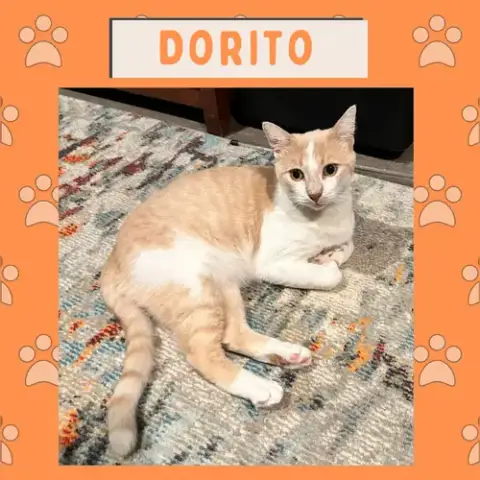 Dorito photo 3