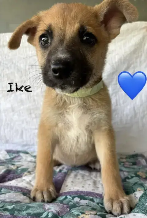 Ike photo 2