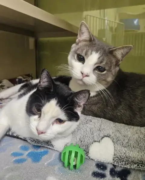Bandit And Rocket photo 2