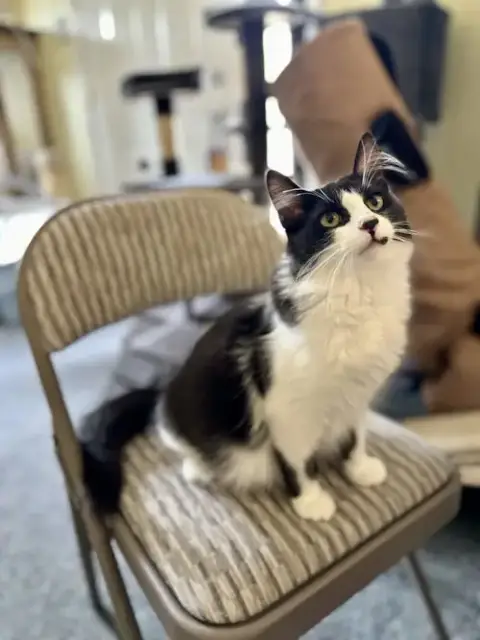 Oreo photo 3