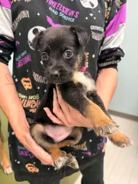 Shadow- Twitch Team Litter
