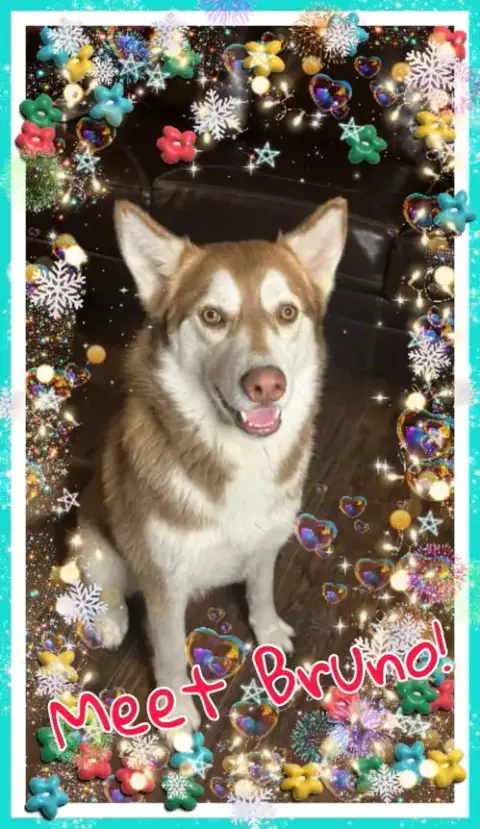 Bruno