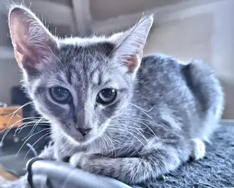 Susan
