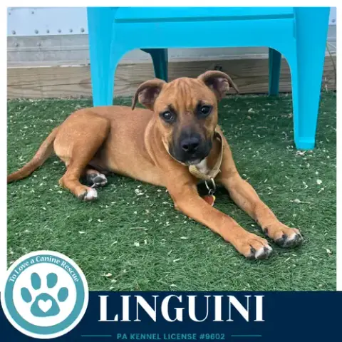 Linguini photo 3