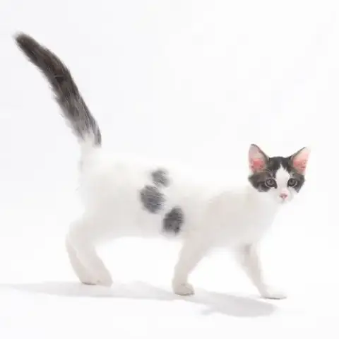 Basil Bitty