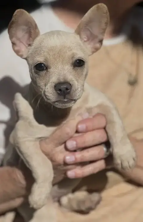 Pixie