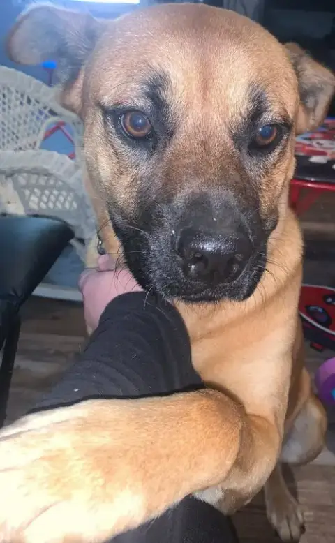 Duke photo 2