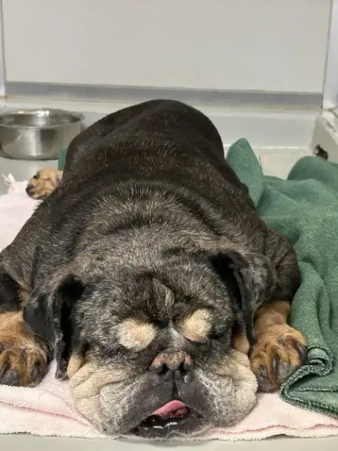Vader photo 2