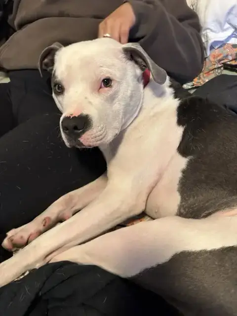 Petey photo 3