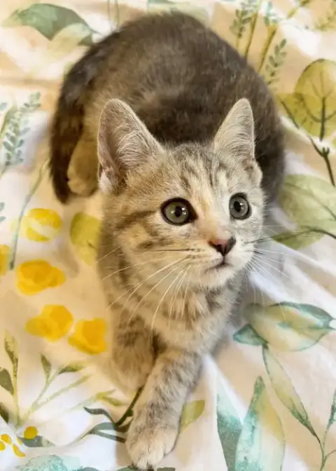 Muffin