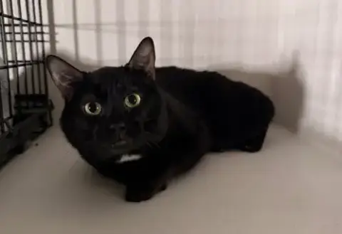Timo