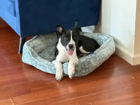 Oreo