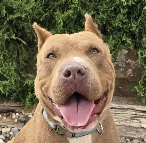 Bodacious Boba Fett ~ Shar Bully