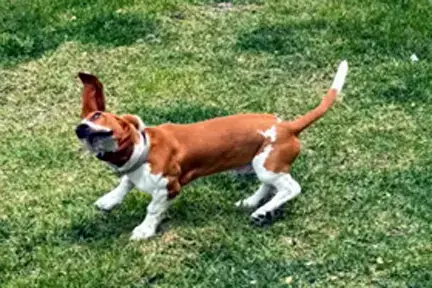 Dennis photo 3
