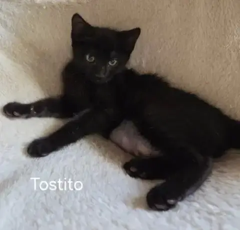 Tostito