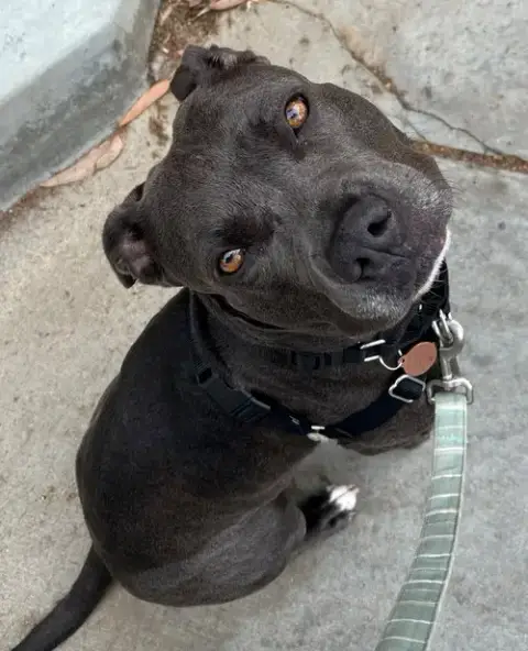 Suki **Courtesy Listing**