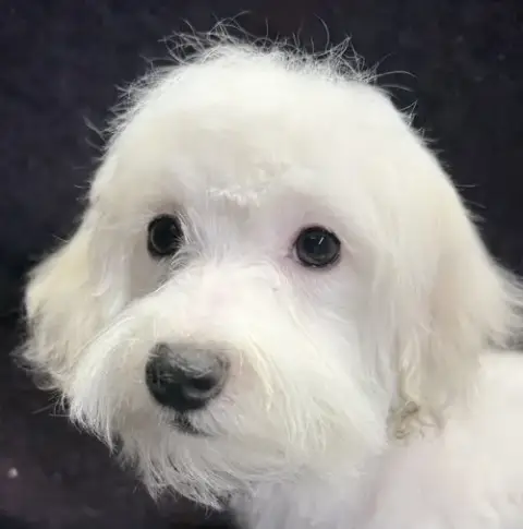 Benson