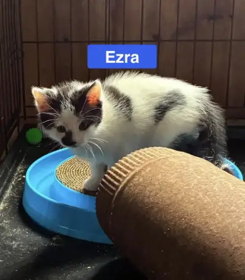 Ezra