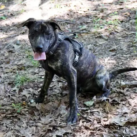 Logan'S Pup Jacques photo 3
