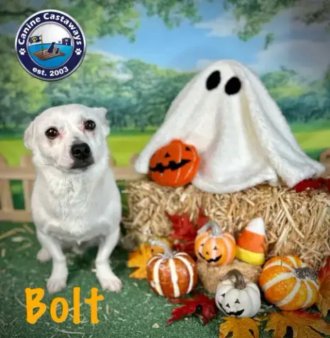 Bolt photo 2