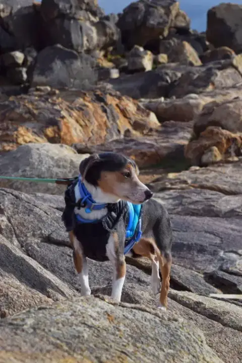 Cruiser-Tiny Cutie! Adopted 5/8/26 photo 2