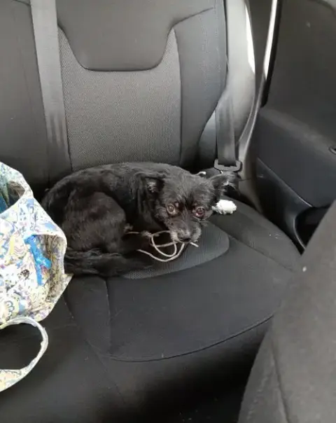 Oreo
