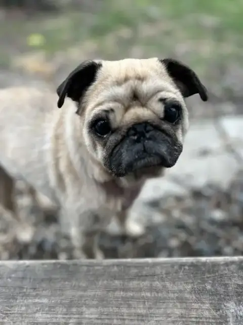 Figgy photo 3