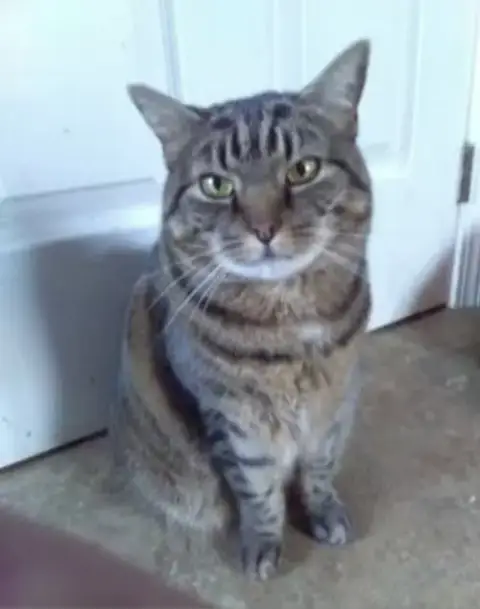 Sybil