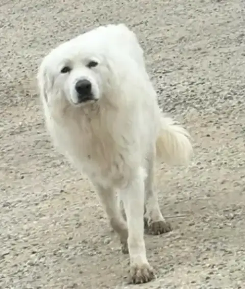 Yeti photo 2