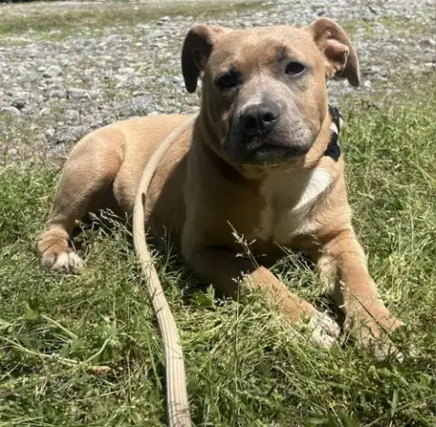 260874  Hazel